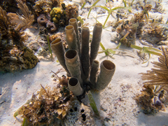 Callyspongia aculeata