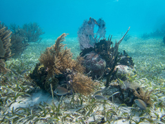 Acanthurus chirurgus