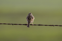 Passerculus sandwichensis