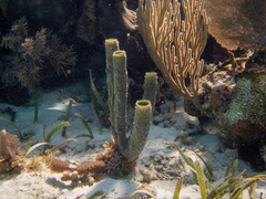 Callyspongia aculeata