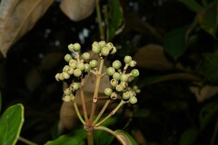 Miconia holosericea