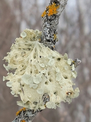 Ramalina sinensis