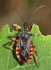 Rhynocoris annulatus