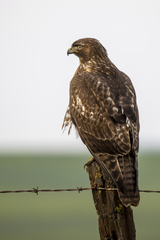 Buteo jamaicensis