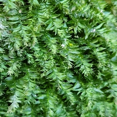 Plagiothecium nemorale