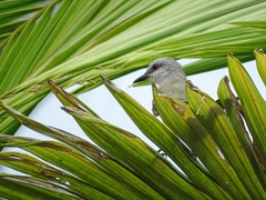 Tyrannus melancholicus