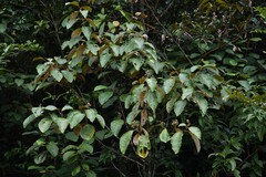 Miconia holosericea