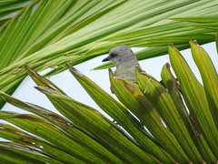 Tyrannus melancholicus