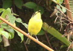 Todirostrum poliocephalum