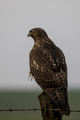 Buteo jamaicensis