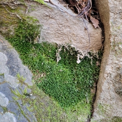 Plagiothecium nemorale