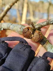 Disholcaspis quercusglobulus