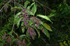 Miconia prasina