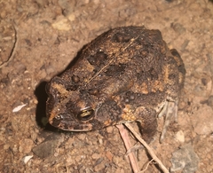 Sclerophrys gutturalis