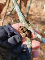 Disholcaspis quercusglobulus