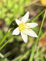 Nothoscordum bivalve