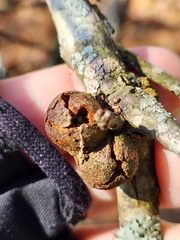 Disholcaspis quercusglobulus