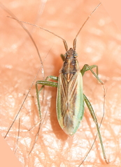 Stenodema holsata