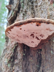 Phellinus alni