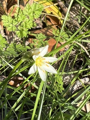 Nothoscordum bivalve