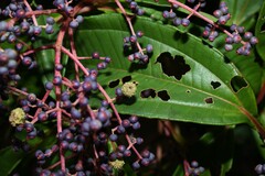 Miconia prasina