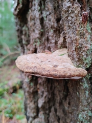 Phellinus alni