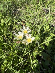 Nothoscordum bivalve