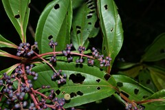 Miconia prasina