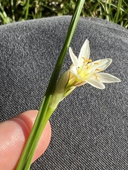 Nothoscordum bivalve