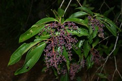 Miconia prasina
