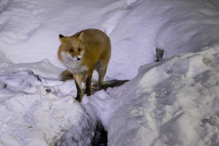 Vulpes vulpes schrencki