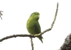 Forpus xanthopterygius