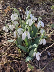 Galanthus