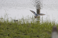 Charadrius vociferus