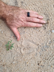 Kobus ellipsiprymnus