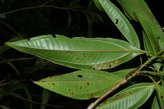 Miconia prasina