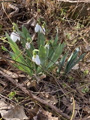 Galanthus