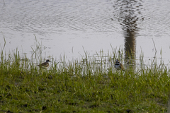 Charadrius vociferus