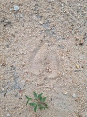 Kobus ellipsiprymnus