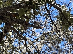 Thryomanes bewickii