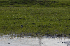 Charadrius vociferus