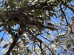 Thryomanes bewickii