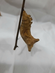 Battus polydamas
