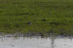 Charadrius vociferus
