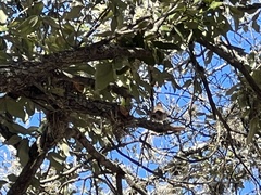 Thryomanes bewickii