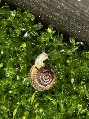 Xerotricha conspurcata