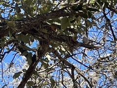 Thryomanes bewickii