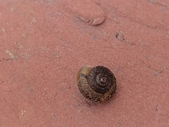 Xerotricha conspurcata