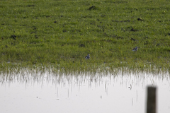 Charadrius vociferus