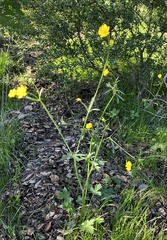 Ranunculus californicus